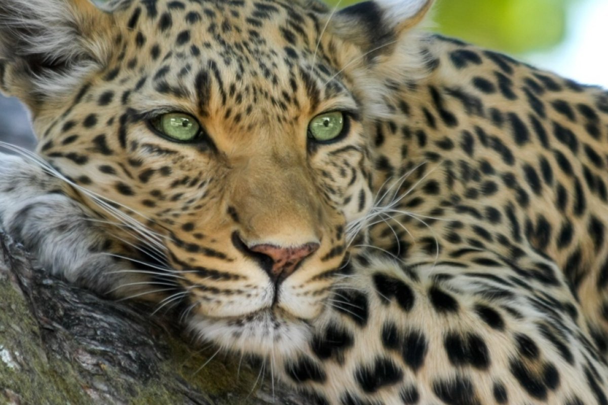 Tips For An Unforgettable Safari Holiday