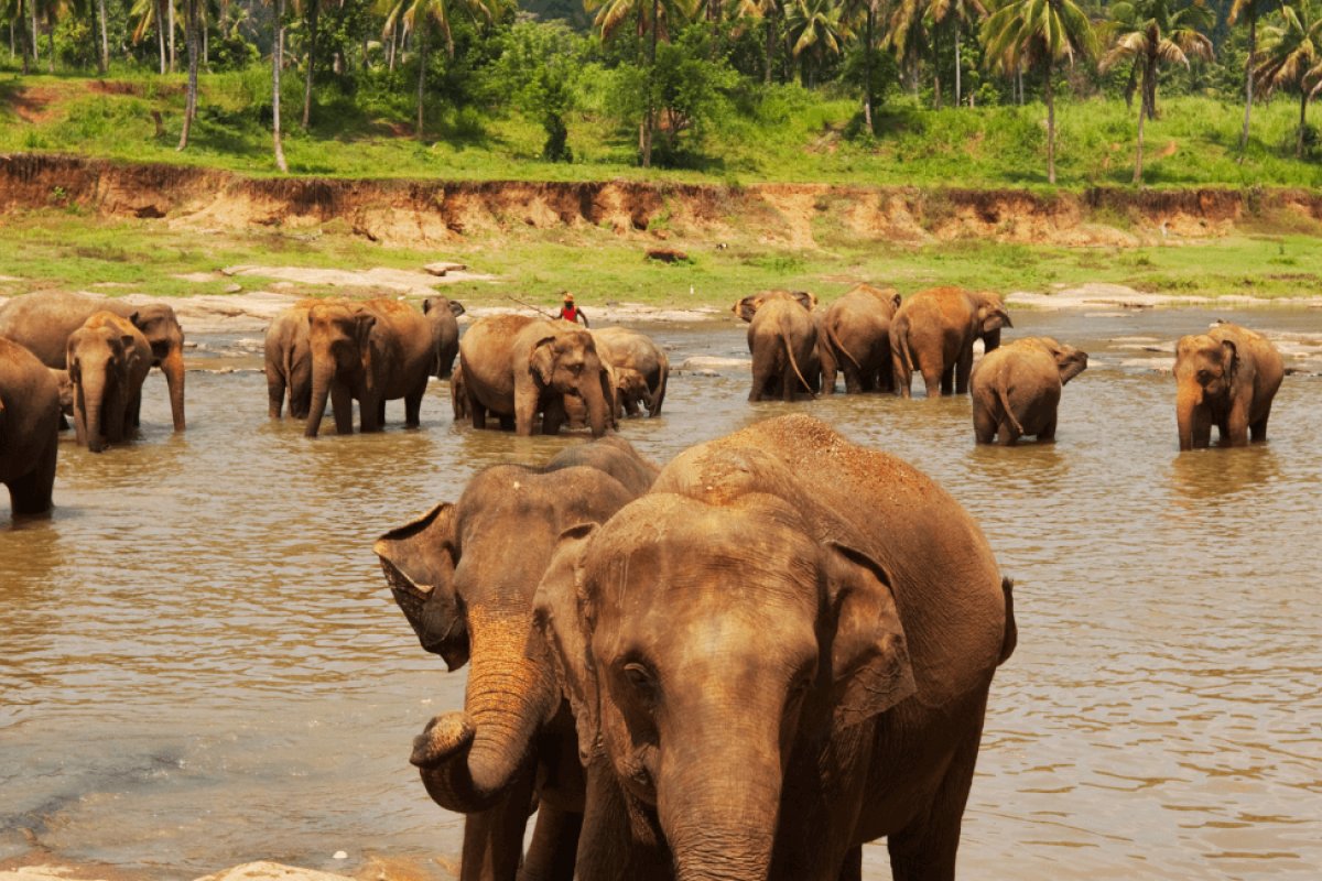 Why Sri Lanka is the 2026 ‘Slow Travel’ Winner for Families